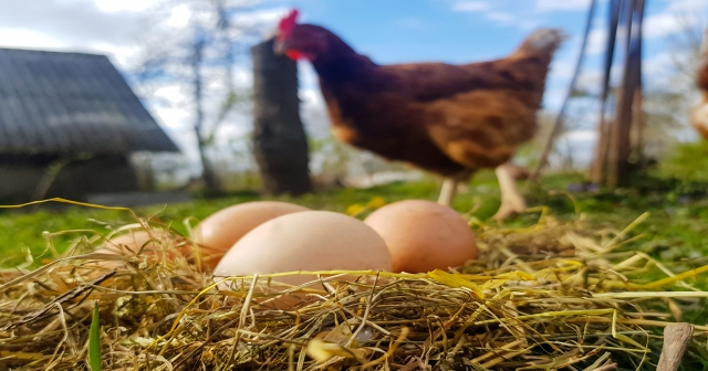 MİGROS, ORDU’DA YUMURTA ÜSSÜ KURDU