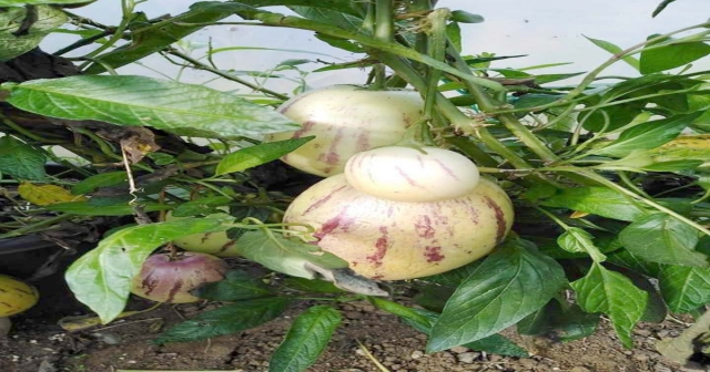 ŞİFA KAYNAĞI PEPİNO