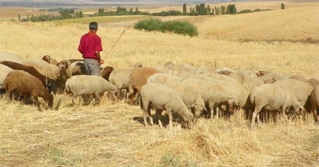 Aylık 40 bin TL maaşa çoban bulamadılar