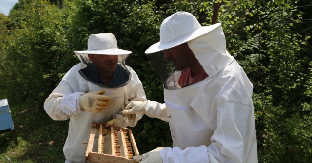 Bal arısı ırkları gen bankasıyla korunacak