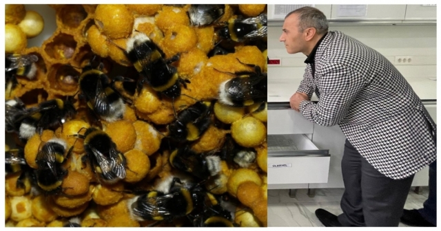 BOMBUS ARILARI İLGİ ÇEKİYOR