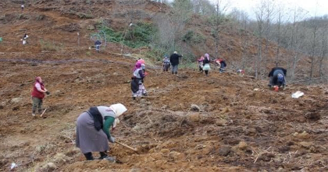 Eynesil'de 80 Dönüm Araziye Maviyemiş Ve Aronya Fidanı