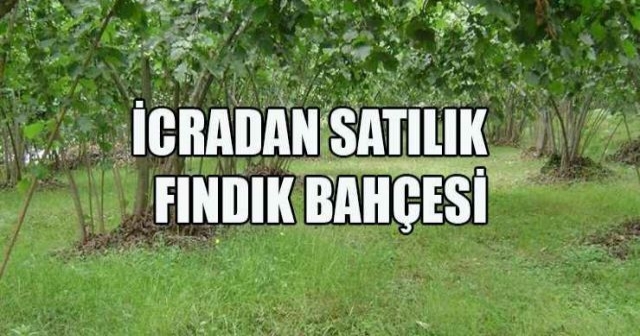 FINDIK BAHÇESİ İCRADAN SATILIK