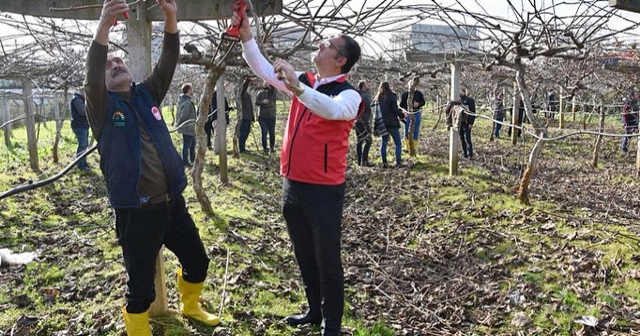 İl Müdürlüğü, Kivi Yetiştiriciliği İçin Uygulamalı Budama Eğitimi Düzenledi!