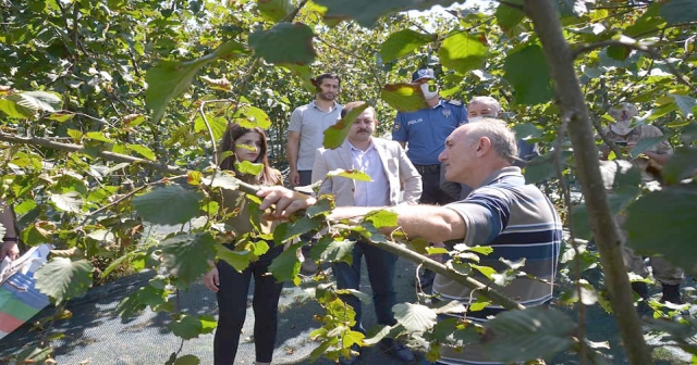 KAYMAKAMLARDAN  FINDIK BAHÇESİNDE  İNCELEME