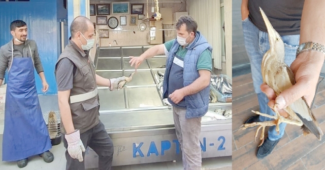KÜÇÜK BALABAN KORUMA ALTINA ALINDI
