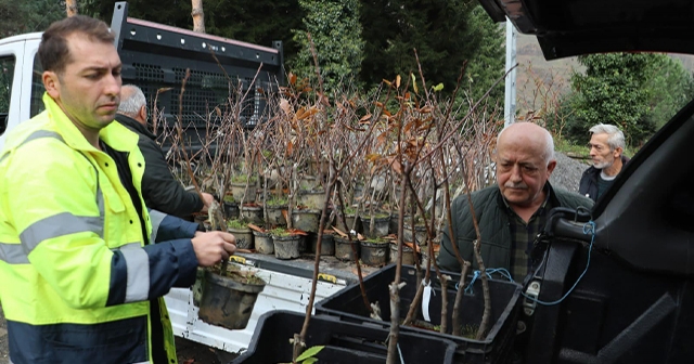 Ordu’da Bal Üretimine Yeni Bir Katkı: "Kestane Yetiştiriciliği Projesi"