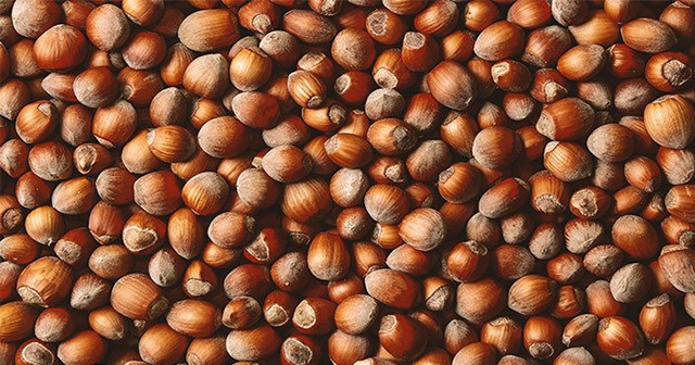 ORDU'DA GÜNCEL FINDIK FİYATLARI