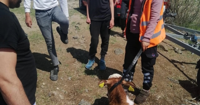 Sahibinden kaçarken göle düştü