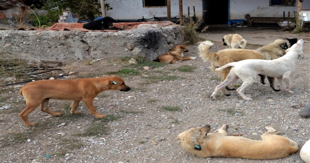 Sakarya'da Kapkaççı Köpek Çanta Çaldı!