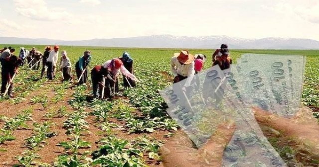 Tarım işçilerinin günlük ücreti arttı