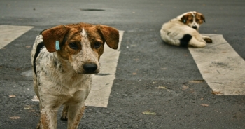 2 yılda 107 kişi köpek saldırıları nedeniyle hayatını kaybetti