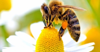 Bal arıları tehdit altında!
