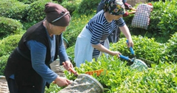 Çay Bahçelerine Gençleştirme Budama Zorunluluğu Getirildi