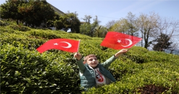 Çay ihracatının yüzde 60'ı Rize'den