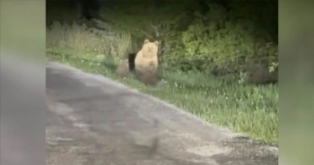 Yolda koşan ayılar cep telefonuyla görüntülendi