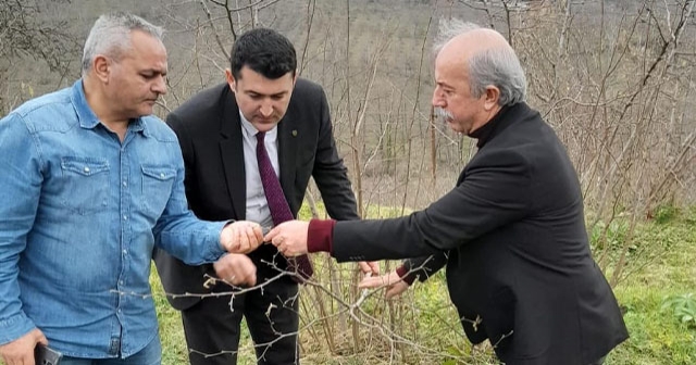 TMO, Yeni Fındık Sezonu İçin Sahaya İndi!