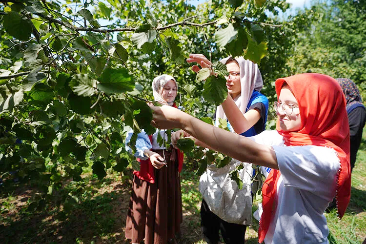 İlk Hasat 10 Ağustos'ta Başlıyor