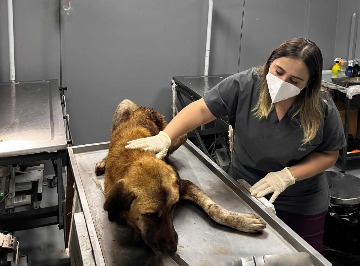 AĞZINA ÇENGEL TAKILAN KÖPEK KURTARILDI