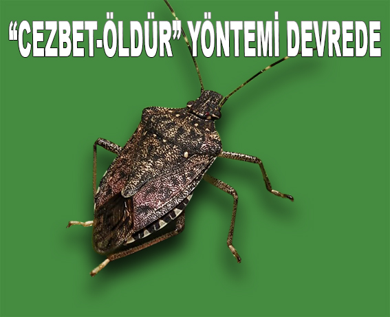 SAMSUN’DA KAHVERENGİ KOKARCAYA KARŞI YENİ HAMLE!