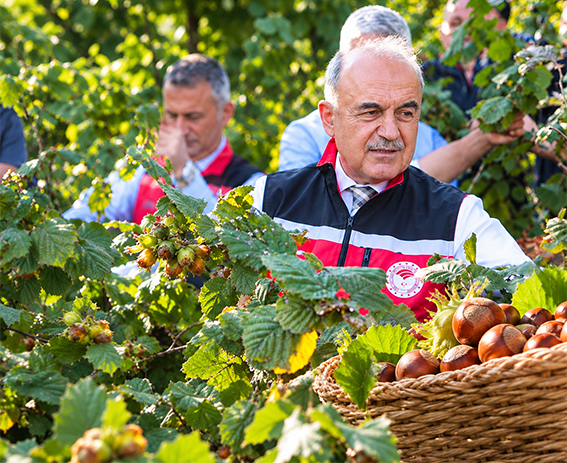 FINDIK PİYASASINDA DENETİM SÜRECİ TAMAMLANDI
